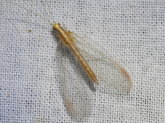 Chrysoperla plorabunda