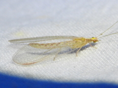 Chrysoperla plorabunda