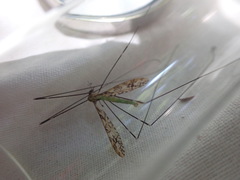 Discobola tessellata