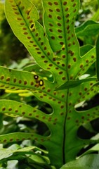 Microsorum scolopendria