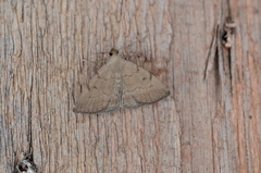 Zanclognatha protumnusalis