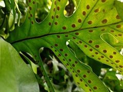 Microsorum scolopendria