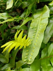 Microsorum scolopendria