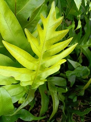 Microsorum scolopendria