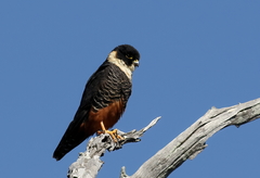 Bat Falcon photo 3