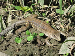 Giant Ameiva photo 3