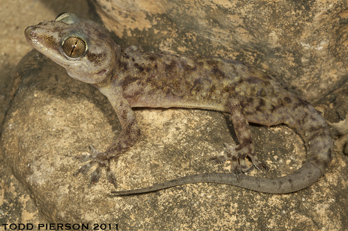 Hemidactylus yerburyii - Photo (c) 2011 Todd Pierson, algunos derechos reservados (CC BY-NC)