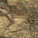 Yerbury’s Gecko - Photo (c) 2011 Todd Pierson, some rights reserved (CC BY-NC)