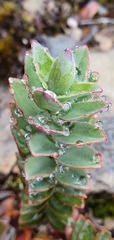 Veronica gibbsii