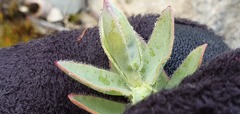 Veronica gibbsii