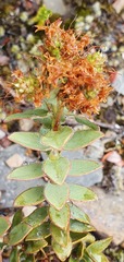 Veronica gibbsii