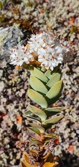 Veronica gibbsii
