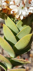 Veronica gibbsii