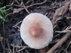 Lepiota spheniscispora