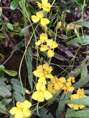 Goodenia rostrivalvis