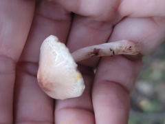 Lepiota spheniscispora