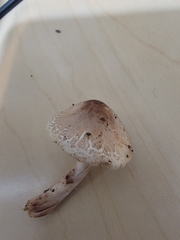 Lepiota spheniscispora