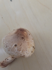 Lepiota spheniscispora