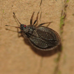 Acalypta parvula