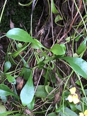 Goodenia rostrivalvis