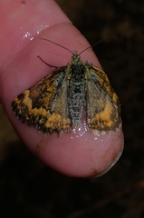 Dasyuris partheniata