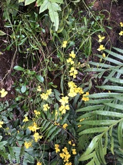 Goodenia rostrivalvis