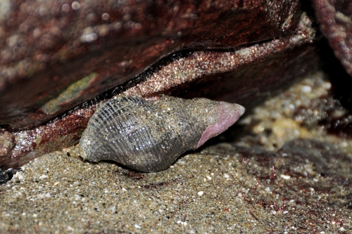 Dire Whelk