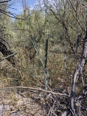 Peniocereus greggii greggii