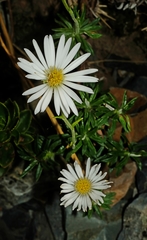 Celmisia walkeri
