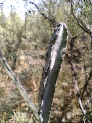 Peniocereus greggii greggii