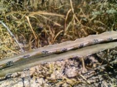 Peniocereus greggii greggii