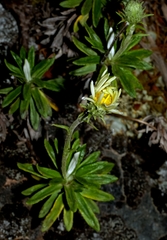 Celmisia walkeri