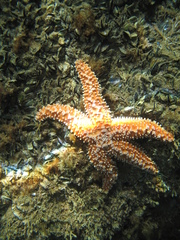 Uniophora granifera