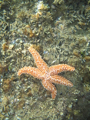 Uniophora granifera