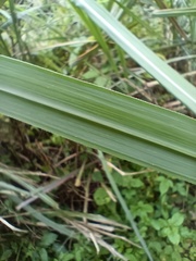 Miscanthus sinensis