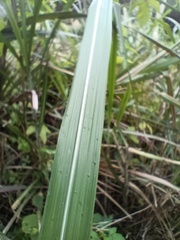 Miscanthus sinensis