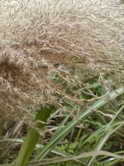 Miscanthus sinensis