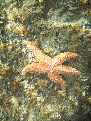 Uniophora granifera