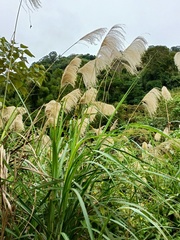 Miscanthus sinensis
