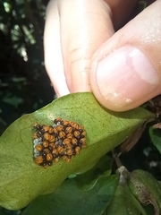 Insecta