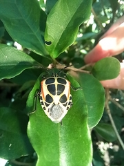 Insecta