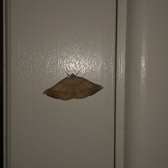 Systatica xanthastis