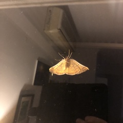 Systatica xanthastis