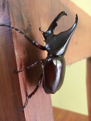 Xylotrupes gideon gideon