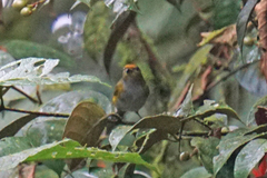 Euphonia anneae