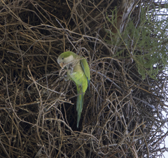 Myiopsitta monachus