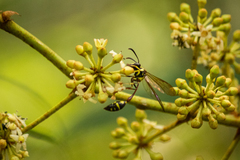 Eustenogaster micans
