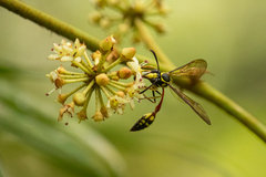 Eustenogaster micans