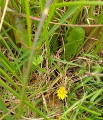Taraxacum zealandicum