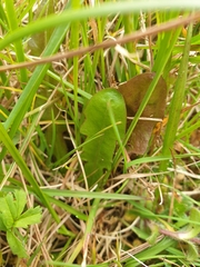 Taraxacum zealandicum